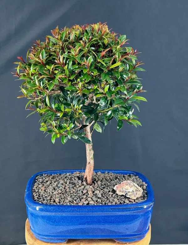 Medium Flowering Brush Cherry Bonsai, 9 Years Old (Eugenia myrtifolia)