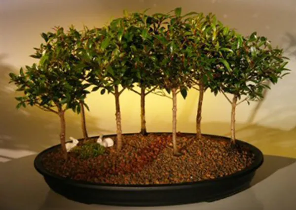 Flowering Brush Cherry Seven Bonsai, Forest Group, 7 Years Old (Eugenia myrtifolia)