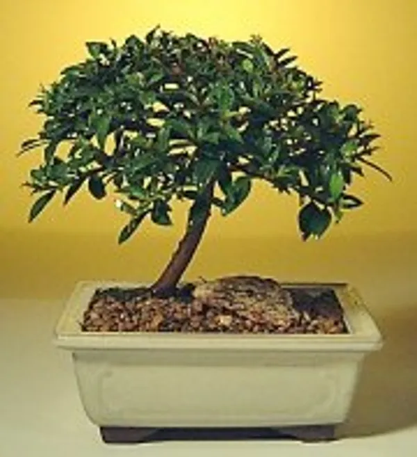 Small Flowering Brush Cherry Bonsai, 5 Years Old (Eugenia myrtifolia)