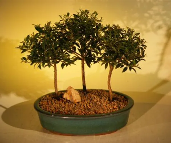 Flowering Brush Cherry Group Bonsai, Three Tree Forest, 5 Years Old (Eugenia myrtifolia)