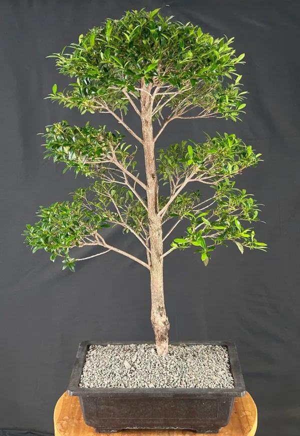 Flowering Brush Cherry Bonsai, Tiered Branching, 25 Years Old (Eugenia myrtifolia)