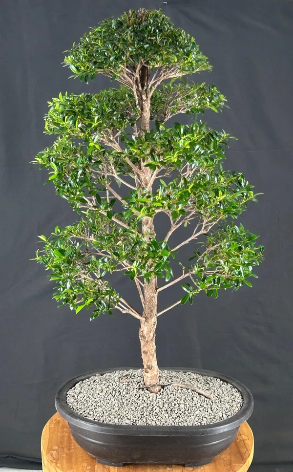 Flowering Brush Cherry Bonsai, Tiered Branching, 25 Years Old (Eugenia myrtifolia)