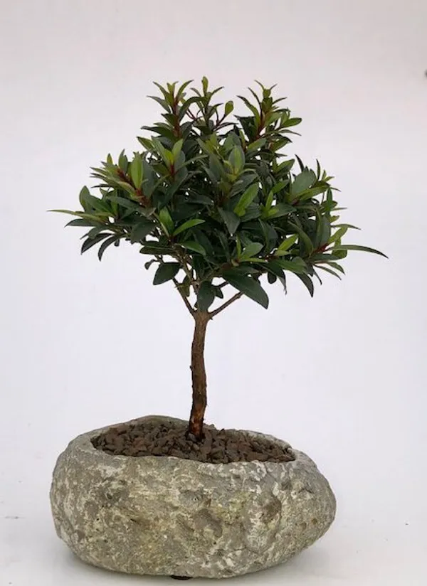 Flowering Brush Cherry In Faux Lava Rock Bonsai, 5 Years Old (Eugenia myrtifolia)