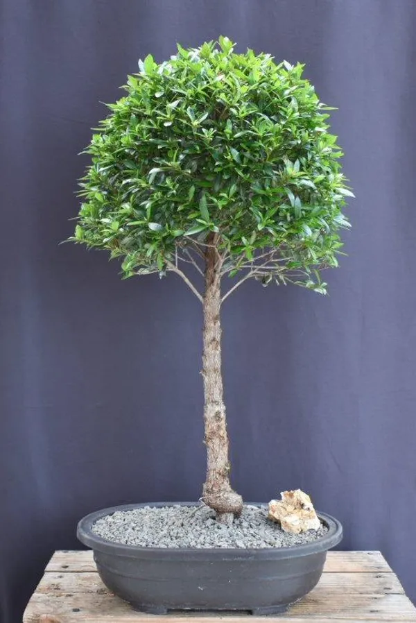 Flowering Brush Cherry Ball Bonsai, Upright, 19 Years Old (Eugenia myrtifolia)