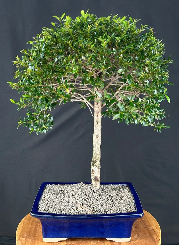 Flowering Brush Cherry Ball Bonsai, Upright, 21 Years Old (Eugenia myrtifolia)