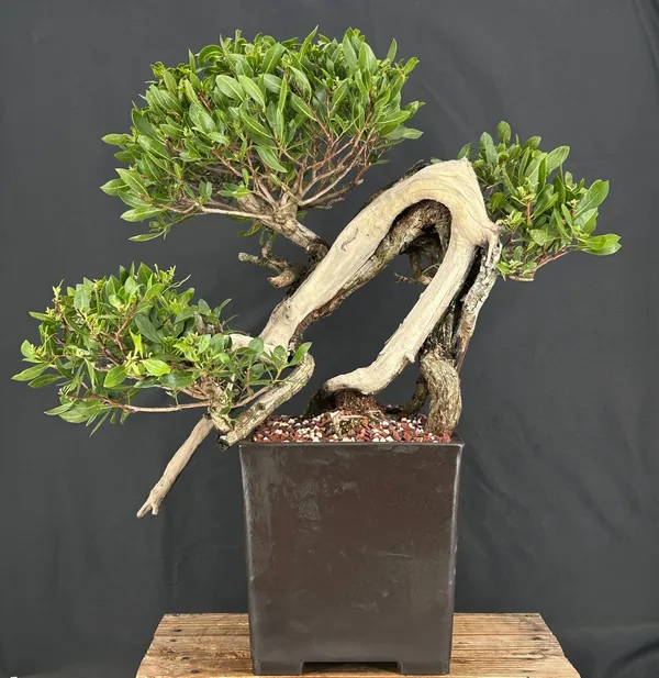 Flowering Buttonwood Bonsai, 60 Years Old (Conocarpus erectus)