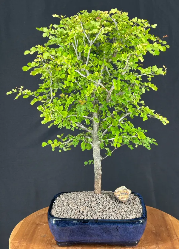 Flowering Campeche Bonsai, 16 Years Old (Haematoxylum campechianum)