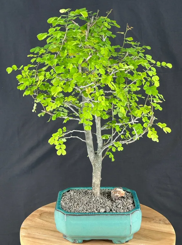 Flowering Campeche Bonsai, 22 Years Old (Haematoxylum campechianum)