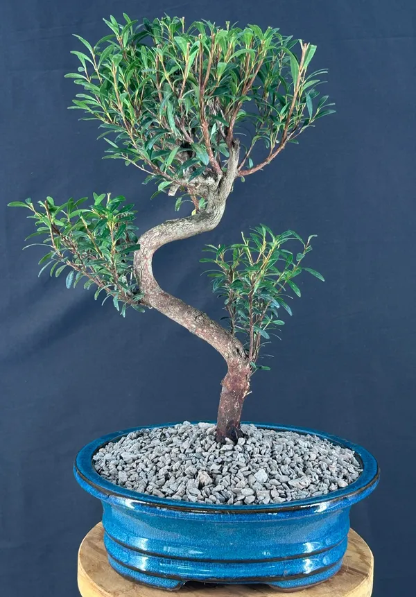 Flowering Chinese Myrtle Bonsai, Curved Trunk, 15 Years Old (Myrtus communis 'Compacta')