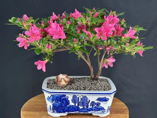 Flowering Chinzan Azalea Bonsai, 15 Years Old, 14 Inches Tall (Azalea satsuki)