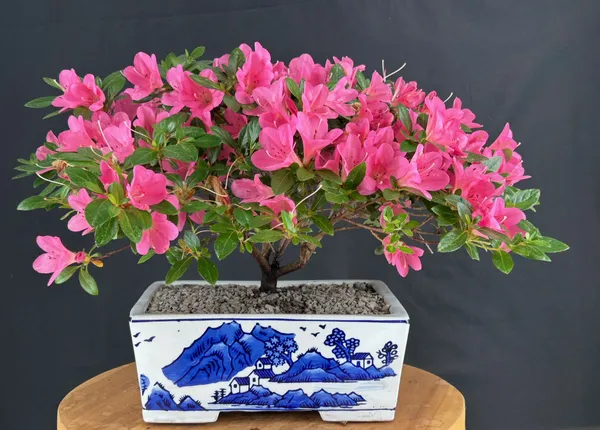 Flowering Chinzan Azalea Bonsai, 15 Years Old, 12 Inches Tall (Azalea satsuki)