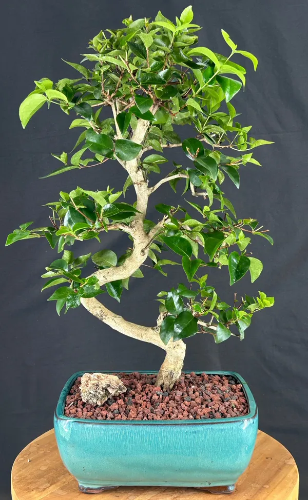 Flowering Crape myrtle Bonsai, Curved Trunk, 22 Years Old (Lagerstroemia indica)