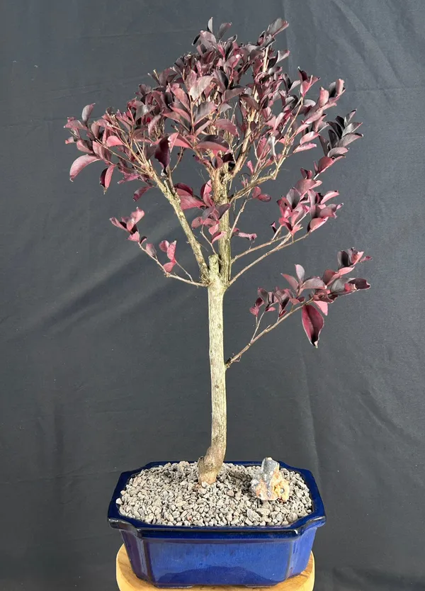 Flowering Crape Myrtle Bonsai, 14 Years Old (Lagerstroemia indica 'Black Diamond')