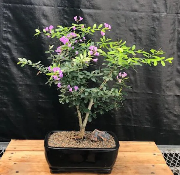 Flowering Desmodium Bonsai, 12 Years Old (Desmodium unifoliatium)