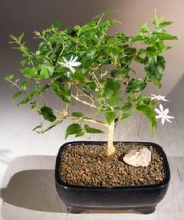 Flowering Downy Jasmine Bonsai, 8 Years Old (Jasminum multiflorum)