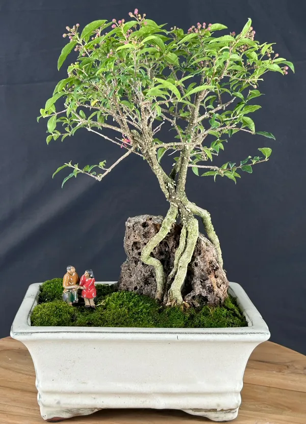 Flowering Dwarf Barbados Cherry Bonsai, Root Over Rock, 10 Years Old (Malpighia pendiculata)