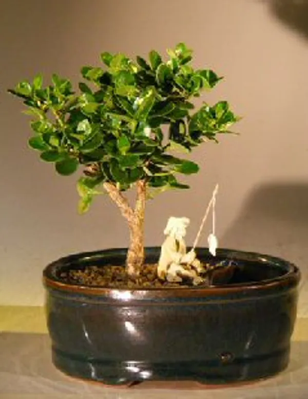 Small Flowering Dwarf Plum Bonsai, Land and Water Pot, 5 Years Old (Carissa macrocarpa)