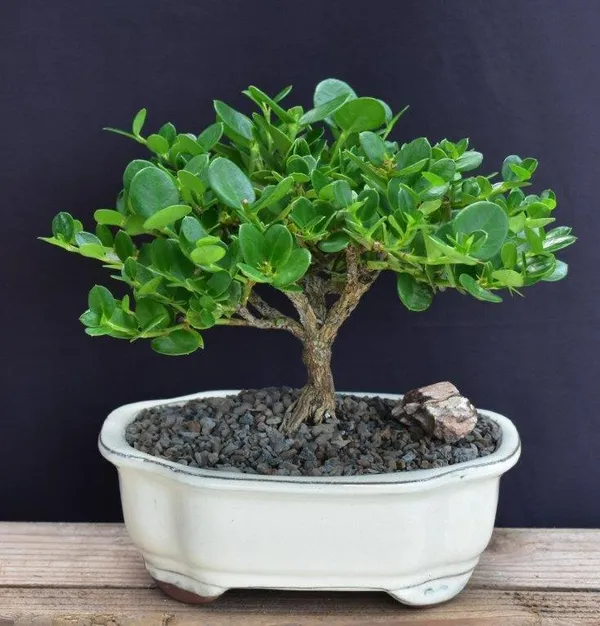 Medium Flowering Dwarf Plum Bonsai, 8 Years Old (Carissa macrocarpa)