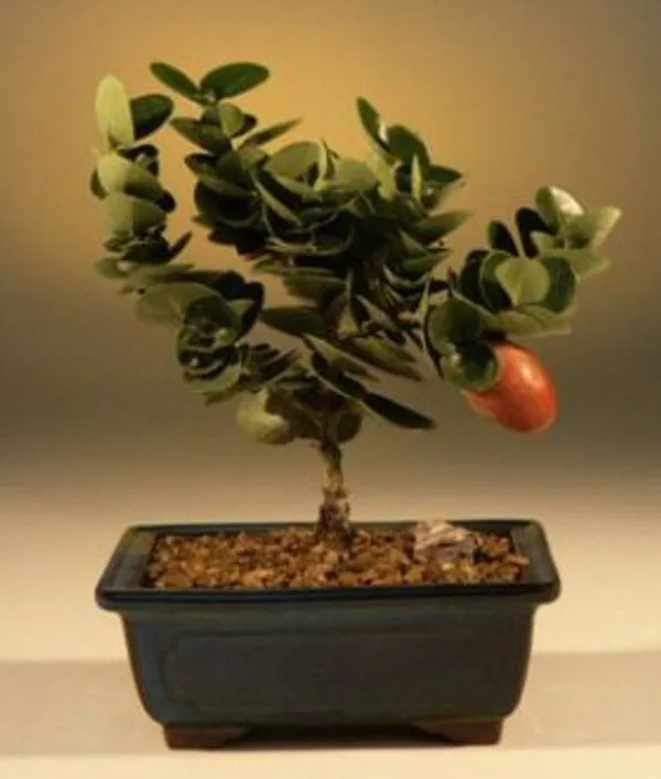 Small Flowering Dwarf Plum Bonsai, 4 Years Old (Carissa macrocarpa)
