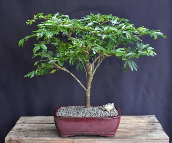Flowering Dwarf Red Powder Puff Bonsai, 16 Years Old (Calliandra schultzei 'Rose Cascade')