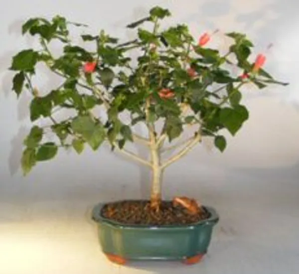 Flowering Dwarf Sleeping Hibiscus Bonsai, 12 Years Old (Malvaviscus alboretus 'Compactus')