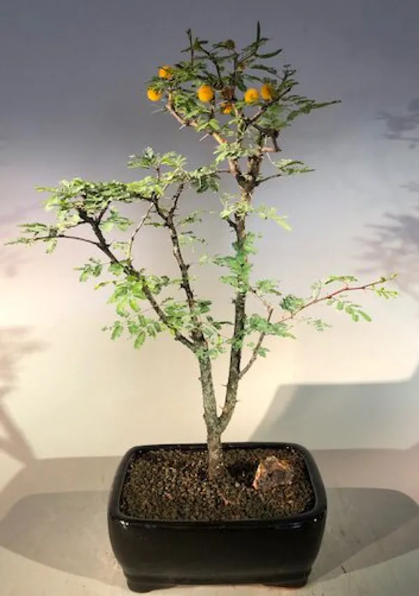 Flowering Dwarf Sweet Acacia Bonsai, 11 Years Old (Vachellia farnesiana)