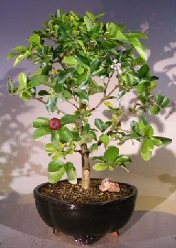 Large Flowering Dwarf Barbados Cherry Bonsai, Weeping, 12 Years Old (Malpighia pendiculata)