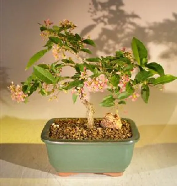 Medium Flowering Dwarf Barbados Cherry Bonsai, Weeping, 7 Years Old (Malpighia pendiculata)