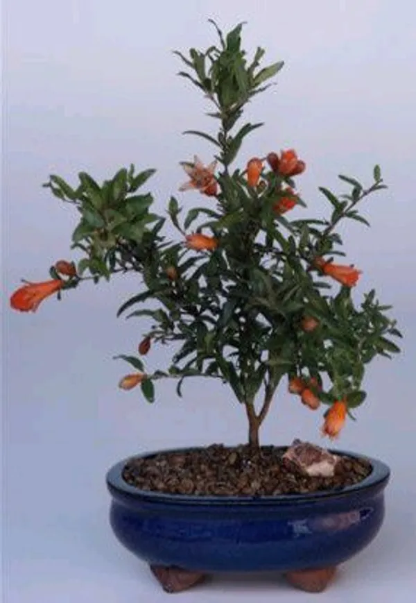 Small Flowering Fruiting Dwarf Pomegranate Bonsai, 3 Years Old (Punica granatum 'Nana')