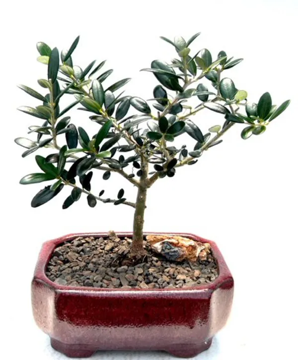 Flowering Fruiting European Olive Bonsai, 7 Years Old (Olea europaea 'Little Ollie')