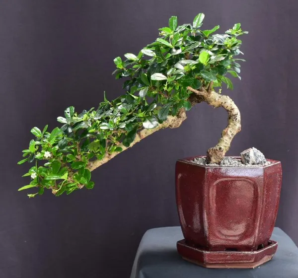 Flowering Fukien Tea Bonsai, Cascade, 14 Years Old (Ehretia microphylla)