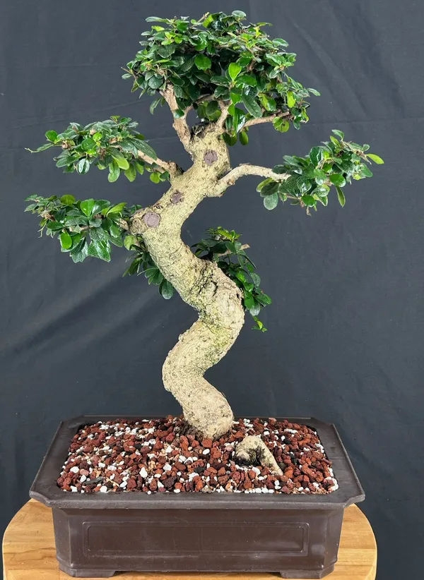 Flowering Fukien Tea Bonsai, Curved Trunk, 37 Years Old (Ehretia microphylla)