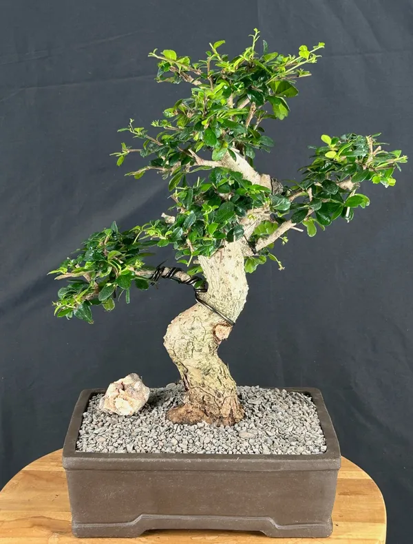 Flowering Fukien Tea Bonsai, Curved Trunk, 34 Years Old (Ehretia microphylla)