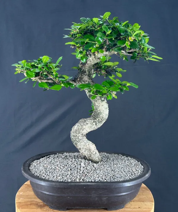Flowering Fukien Tea Bonsai, Curved Trunk, 36 Years Old (Ehretia microphylla)