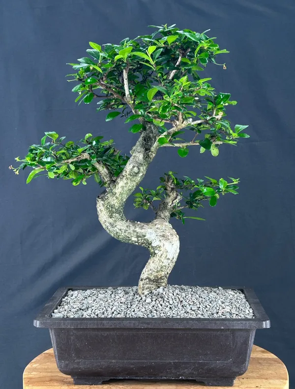 Flowering Fukien Tea Bonsai, Curved Trunk, 43 Years Old (Ehretia microphylla)