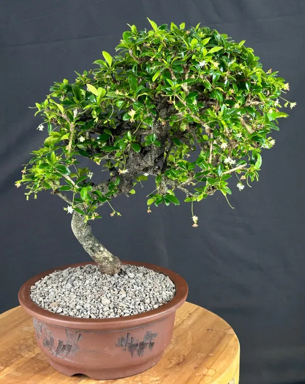 Flowering Fukien Tea Bonsai, 21 Years Old (Ehretia microphylla)