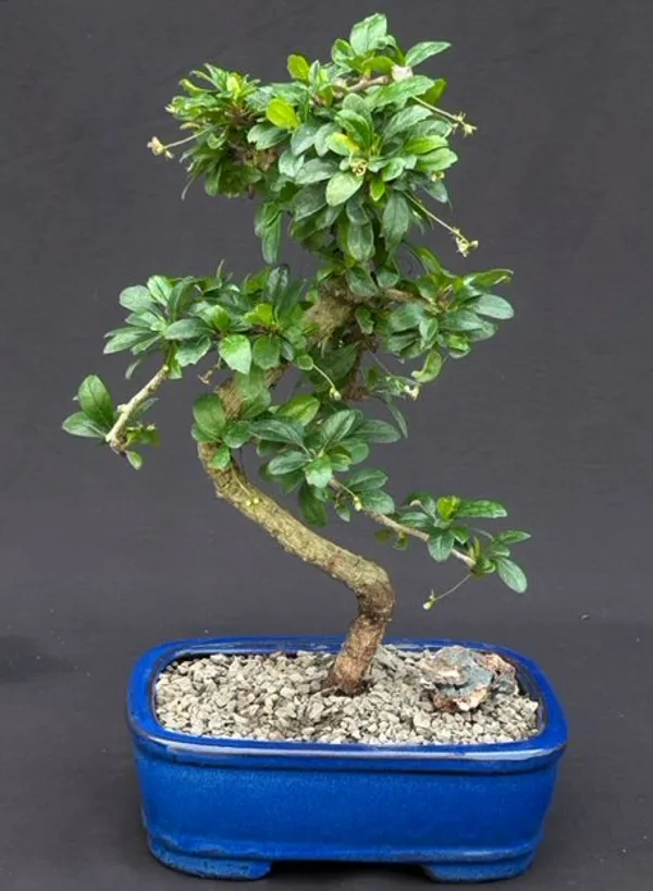 Medium Flowering Fukien Tea Bonsai, Curved Trunk, 15 Years Old (Ehretia microphylla)