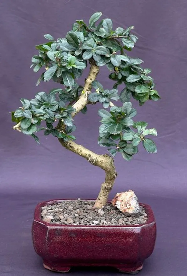Small Flowering Fukien Tea Bonsai, Curved Trunk, 9 Years Old (Ehretia microphylla)