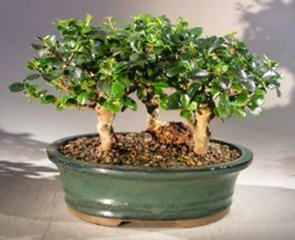 Large Flowering Fukien Tea Group Bonsai, Three Tree Forest, 12 Years Old (Ehretia microphylla)