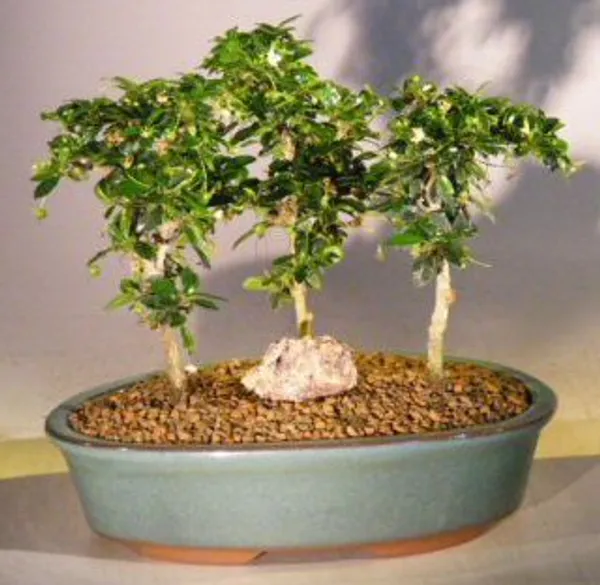 Small Flowering Fukien Tea Group Bonsai, Three Tree Forest, 5 Years Old (Ehretia microphylla)