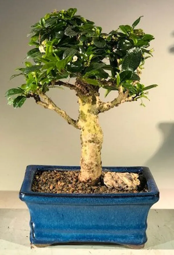 Medium Flowering Fukien Tea Bonsai, Upright, 12 Years Old (Ehretia microphylla)