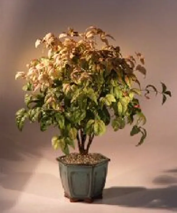 Flowering Heavenly Bamboo Bonsai, 10 Years Old (Nandina domestica 'Firepower')