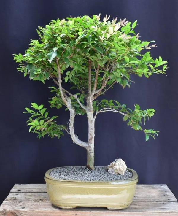 Flowering Jaboticaba Bonsai, 26 Years Old (Plinia cauliflora)