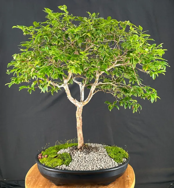 Flowering Jaboticaba Bonsai, 24 Years Old (Plinia cauliflora)