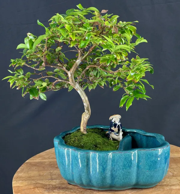 Flowering Jaboticaba Bonsai in a Land and Water Pot, Scalloped Edges, 10 Years Old (Plinia cauliflora)
