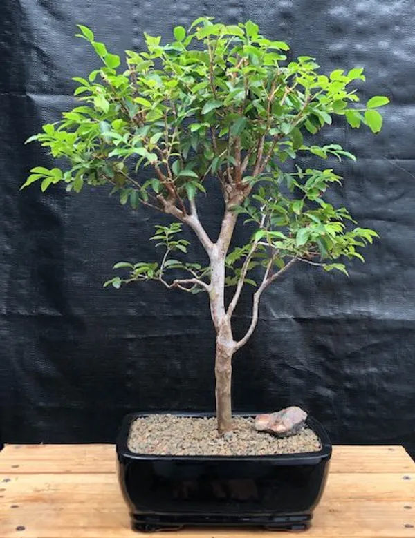 Large Flowering Jaboticaba Bonsai, 16 Years Old (Plinia cauliflora)