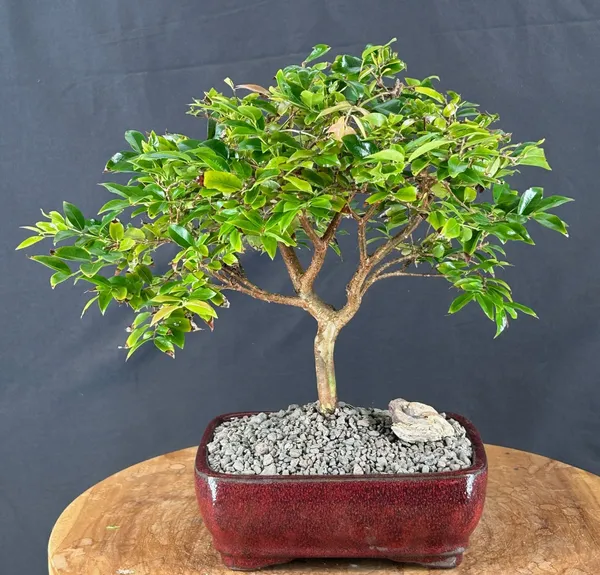 Small Flowering Jaboticaba Bonsai, 10 Years Old (Plinia cauliflora)