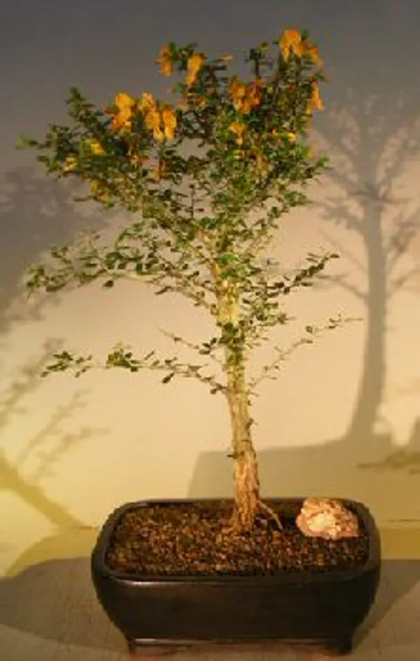 Flowering Jamaican Raintree Bonsai, 12 Years Old (Brya ebenus)