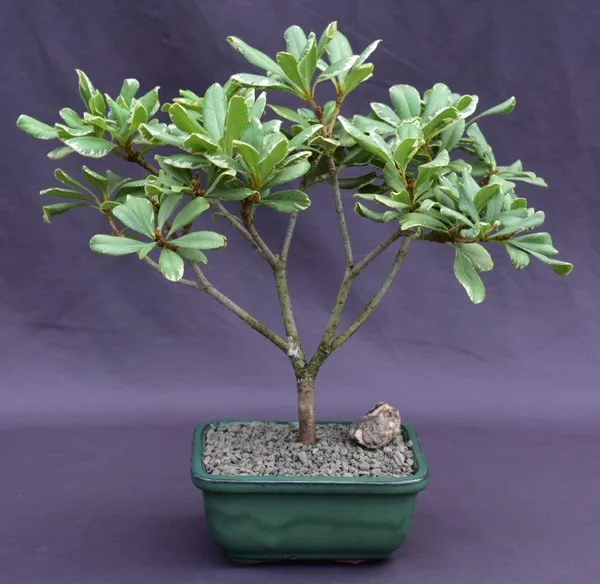 Flowering Japanese Mock Orange Variegated Bonsai, 12 Years Old (Pittosporum tobira 'Variegata')