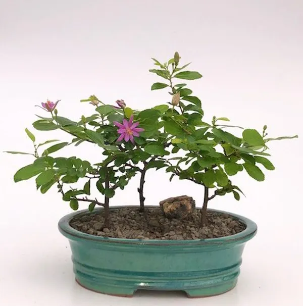 Flowering Lavender Star Flower Group Bonsai, Three Tree Forest, 5 Years Old (Grewia occidentalis)